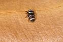 Euryattus_bleekeri_D7888_Z_88_North Stradbroke island_Australie